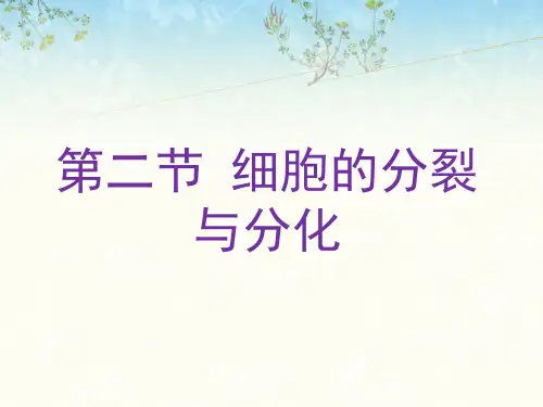 《第二节 细胞的分裂与分化》课件