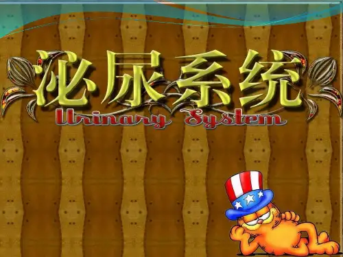第七章 泌尿系统