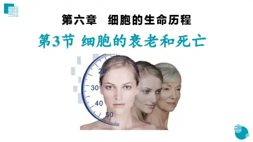 6.3 细胞的衰老和死亡 课件【新教材】人教版(2019)高中生物必修一