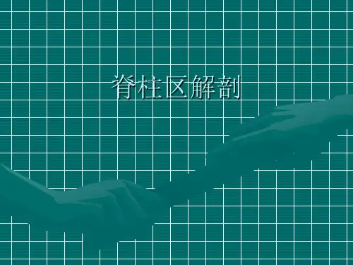 脊柱解剖