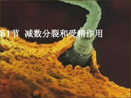 染色体数目变化以及判断各时期细胞概述