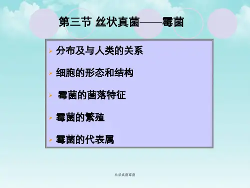 丝状真菌霉菌