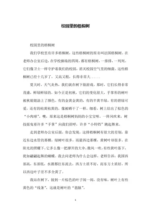 校园里的梧桐树