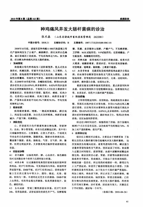 种鸡痛风并发大肠杆菌病的诊治