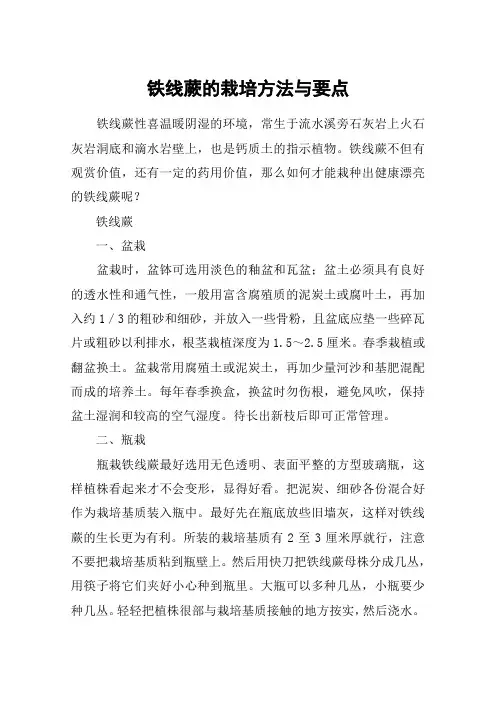 铁线蕨的栽培方法与要点