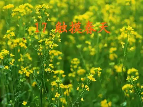 触摸春天第二课时