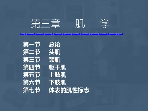 头颈-躯干肌-四肢肌  ppt课件