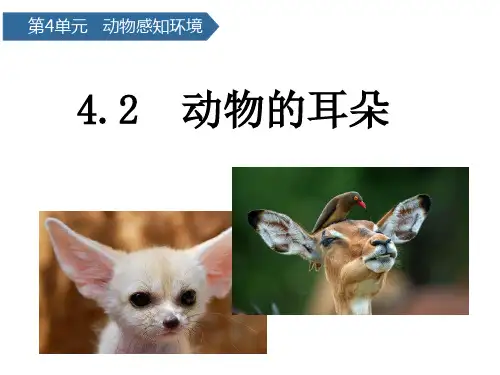 二年级下册科学课件-动物的耳朵 青岛版(六年制)(共11张PPT)