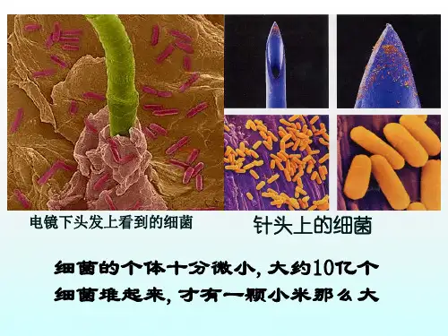 人教版生物八上 5.4.2细菌(课件3)