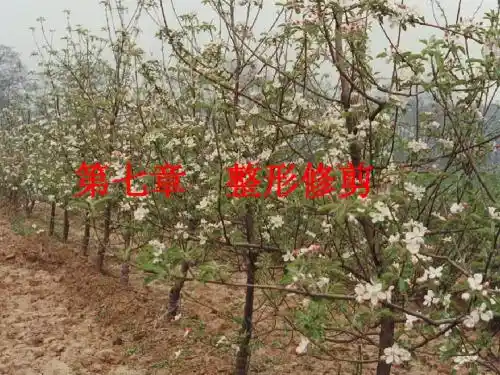 8第七章 整形修剪