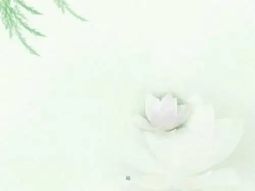 《野蜂飞舞》课件