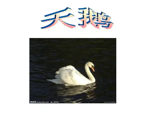 鸟的种类介绍