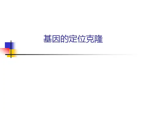 基因的定位克隆