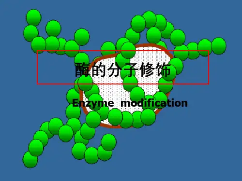 酶的分子修饰