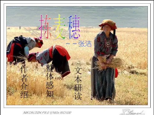 高一语文课件：3.11《拣麦穗》(粤教必修1)