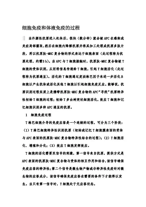 细胞免疫和体液免疫的过程