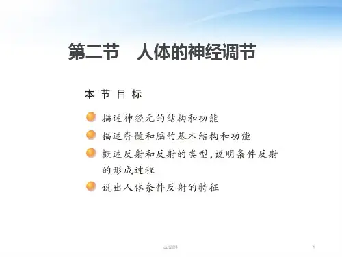 人体的神经调节  ppt课件