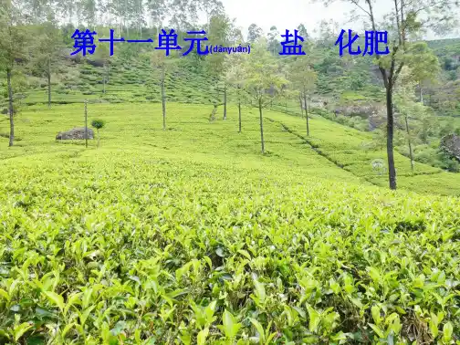 中考化学总复习第11单元盐化肥