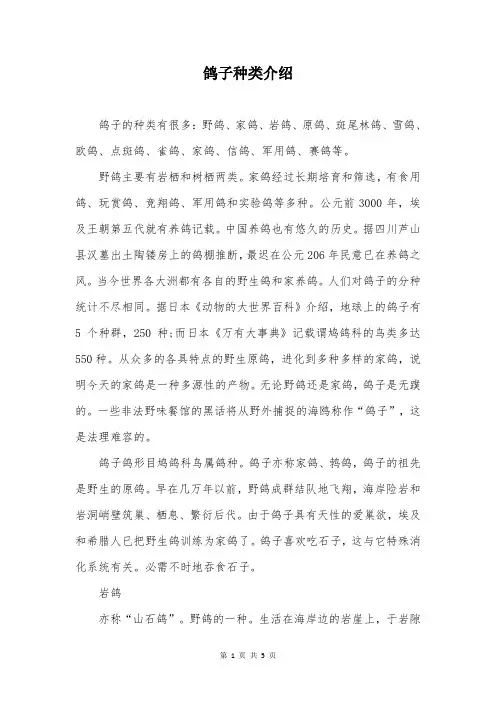 鸽子种类介绍