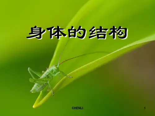 身体的结构-我们的身体PPT课件