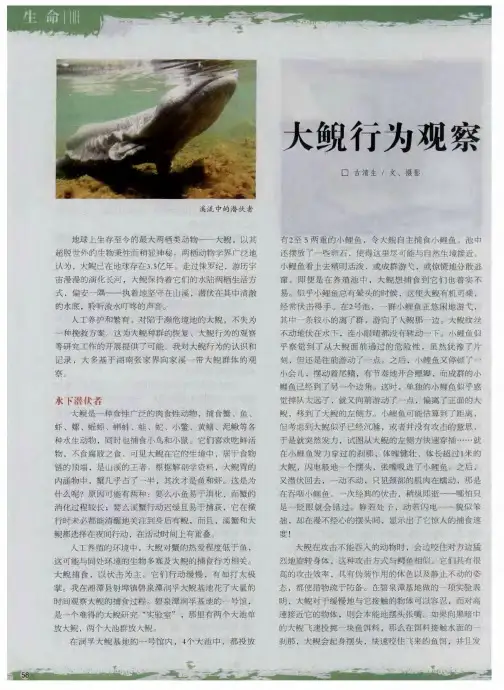 大鲵行为观察