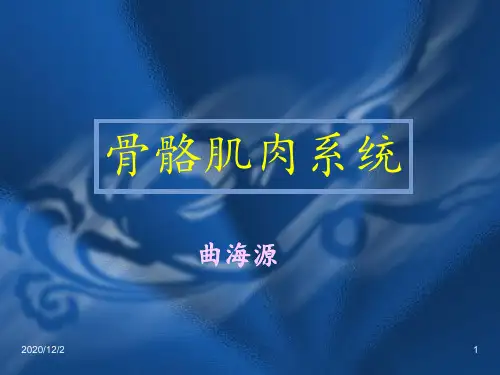 骨骼肌肉系统影像