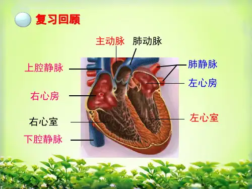济南版七年级生物下册3.3.3《物质运输的途径》课件