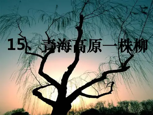 《青海高原一株柳》课件