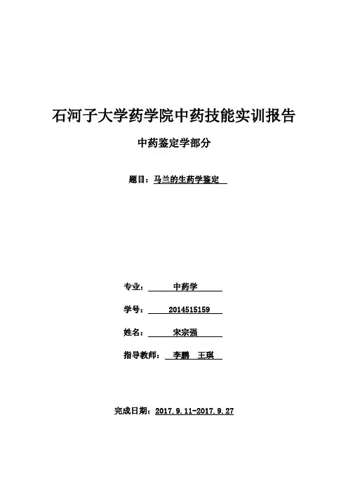 马兰的生药鉴定