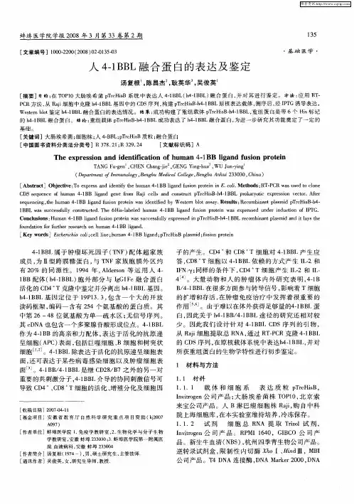 人4-1BBL融合蛋白的表达及鉴定