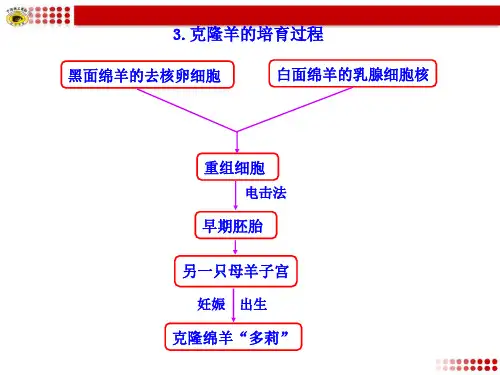 3.克隆羊的培育过程