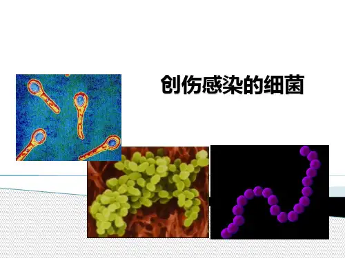 创伤感染的细菌