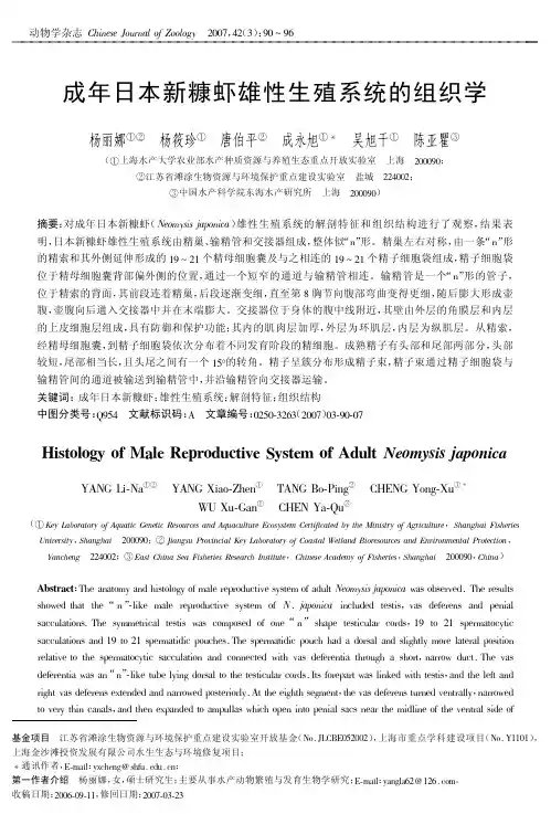 成年日本新糠虾雄性生殖系统的组织学