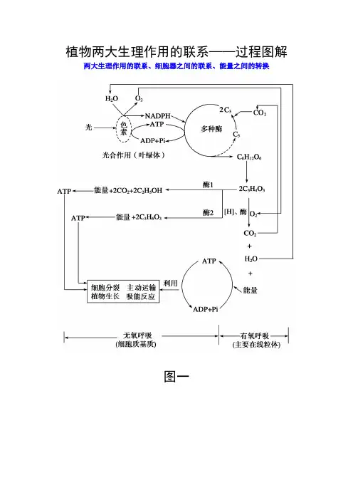 生物光合作用和细胞呼吸图解便于理解