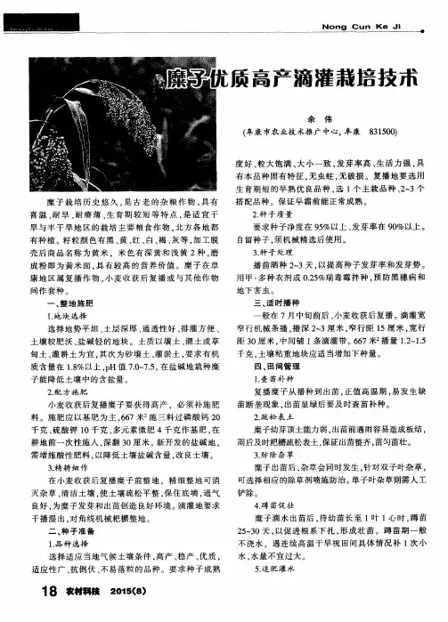 糜子优质高产滴灌栽培技术