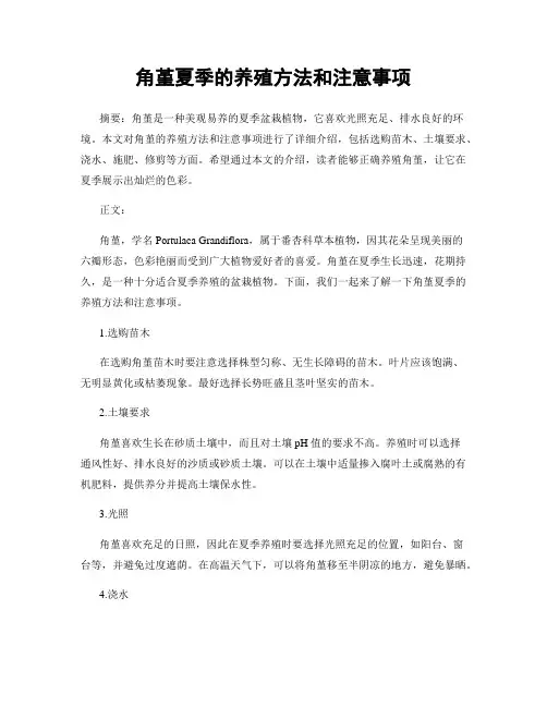 角堇夏季的养殖方法和注意事项