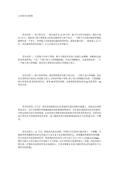 受精及早期胚胎发育