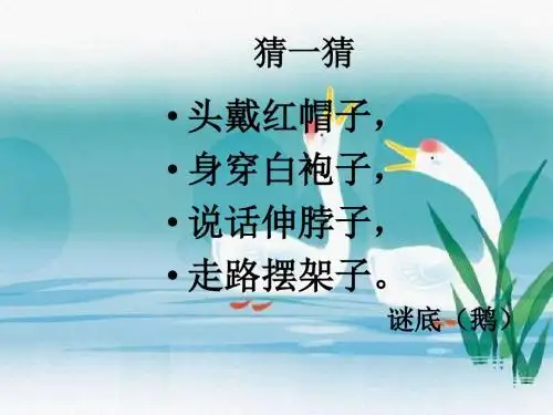 《白鹅》课件4