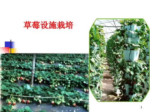 [农林牧渔]草莓设施栽培技术
