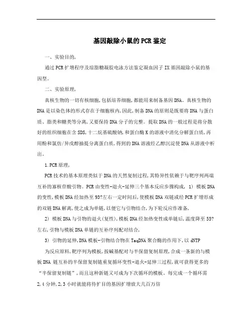 基因敲除小鼠的PCR鉴定