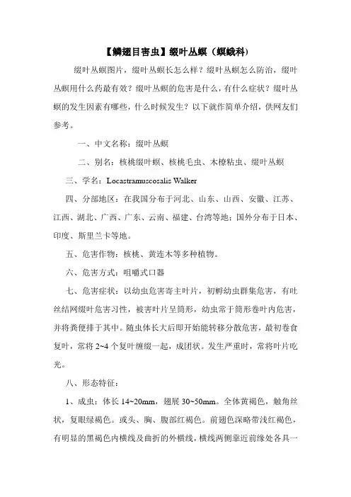【鳞翅目害虫】缀叶丛螟(螟蛾科)