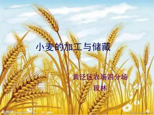 小麦