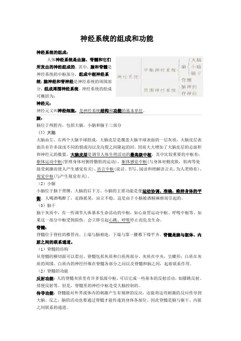 神经系统的组成和功能