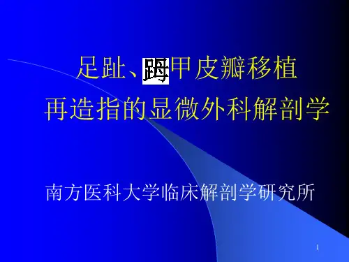 足趾、甲皮瓣移植再造指的显微外科解剖学PPT课件
