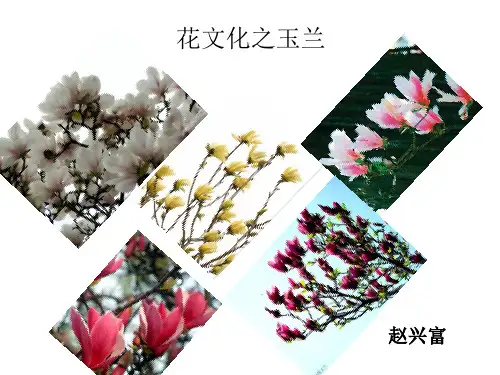玉兰花文化资料