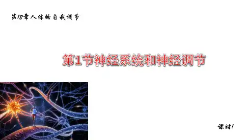 12.1神经系统和神经调节 课件 北师大版七年级生物下册