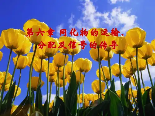 第六章 同化物的运输与分配