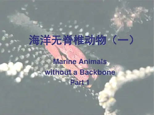 海洋无脊椎动物(1)