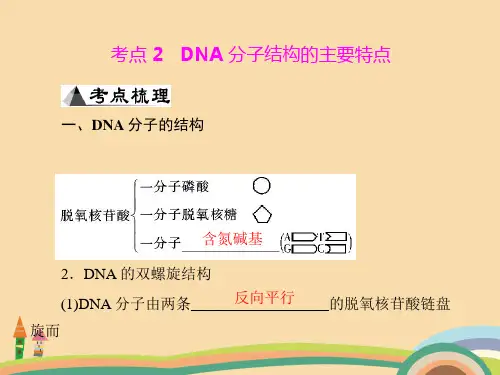高二生物DNA分子结构的主要特点PPT精品课件