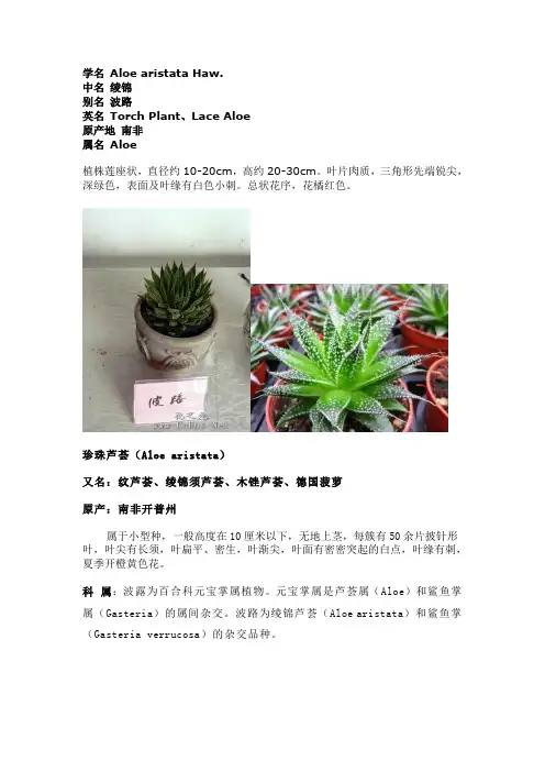 珍珠芦荟(Aloe aristata)又叫点纹芦荟、绫锦须芦荟、木锉芦荟、德国菠萝
